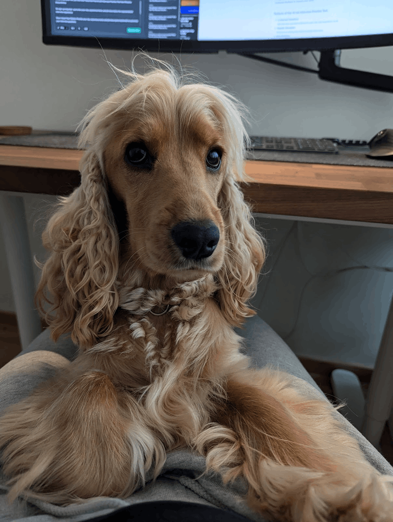 Fernandos Hund sitzt neben dem Entwicklungsschreibtisch